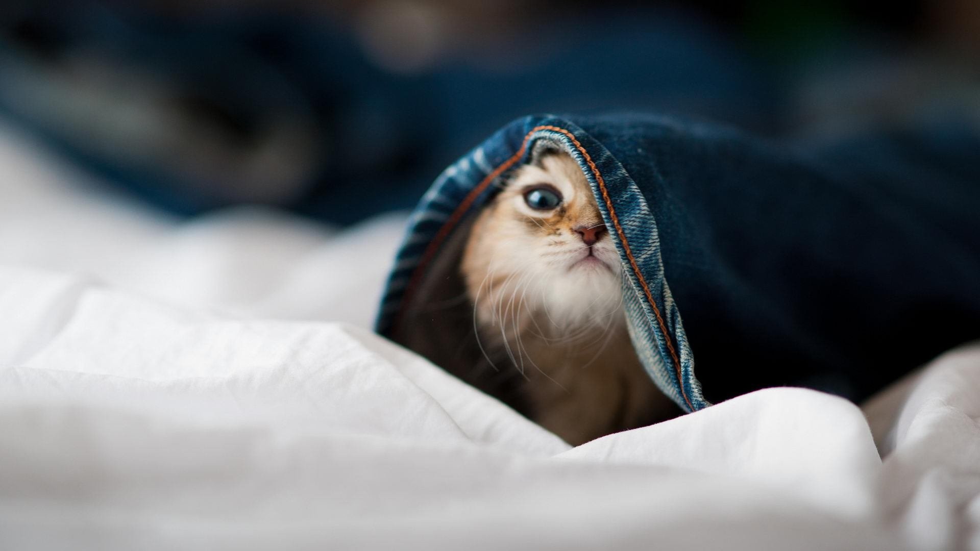 kaiyun开云体育-国足门将站位类型与扑救成功率比照，国足守门