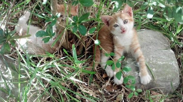 开云体育平台-世界级蛙泳划水深度对比图，蛙泳世界冠军速度