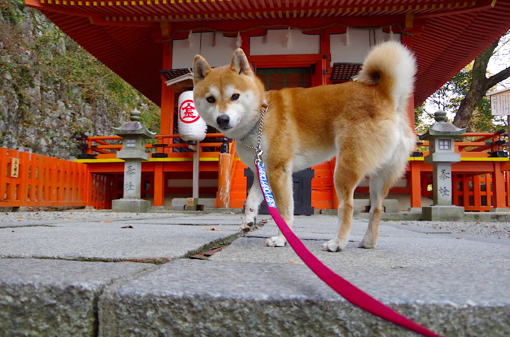 开云官方网-五大联赛是否正经历攻强守弱新周期轮回,五大联赛的强队