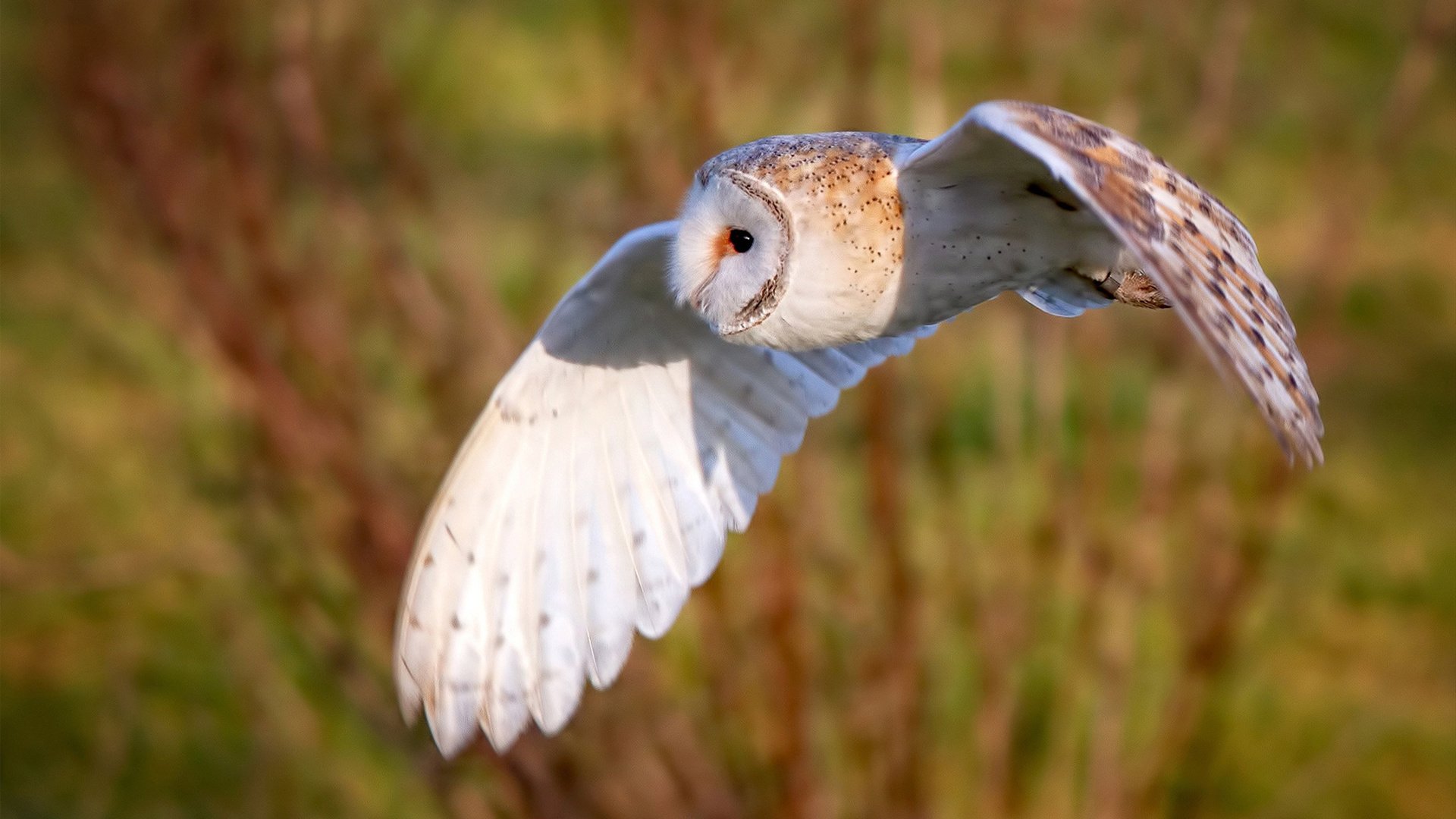 开运体育电脑版-切尔西三线联动加强整体比赛节奏,切尔西 three