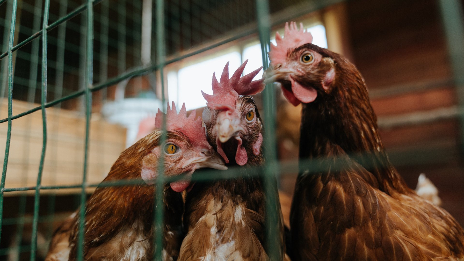 开云体育官网-乌干达男篮在非洲锦标赛中力争突破,迈向国际新高度,乌干达篮球排名
