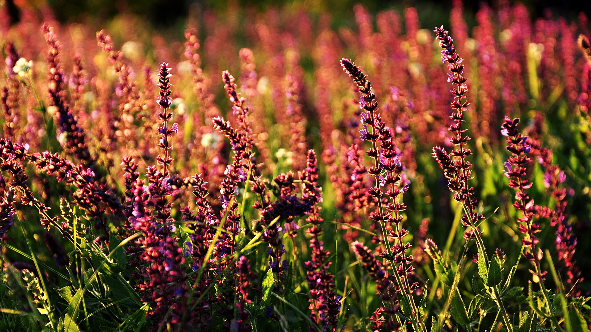 开云ky官网-俱乐部商业合作持续升温，品牌影响力扩大，俱乐部营销模式