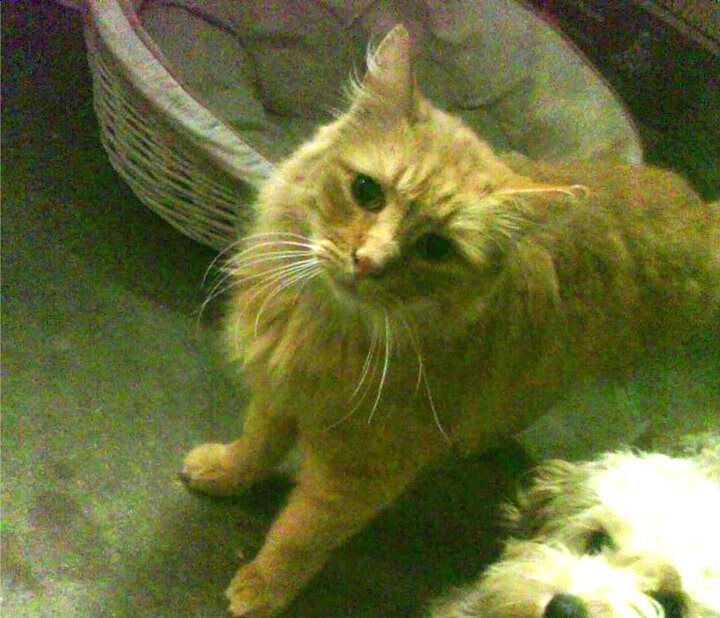 kaiyun网址-巴西国家队新星闪耀，世界杯预选赛中表现出色