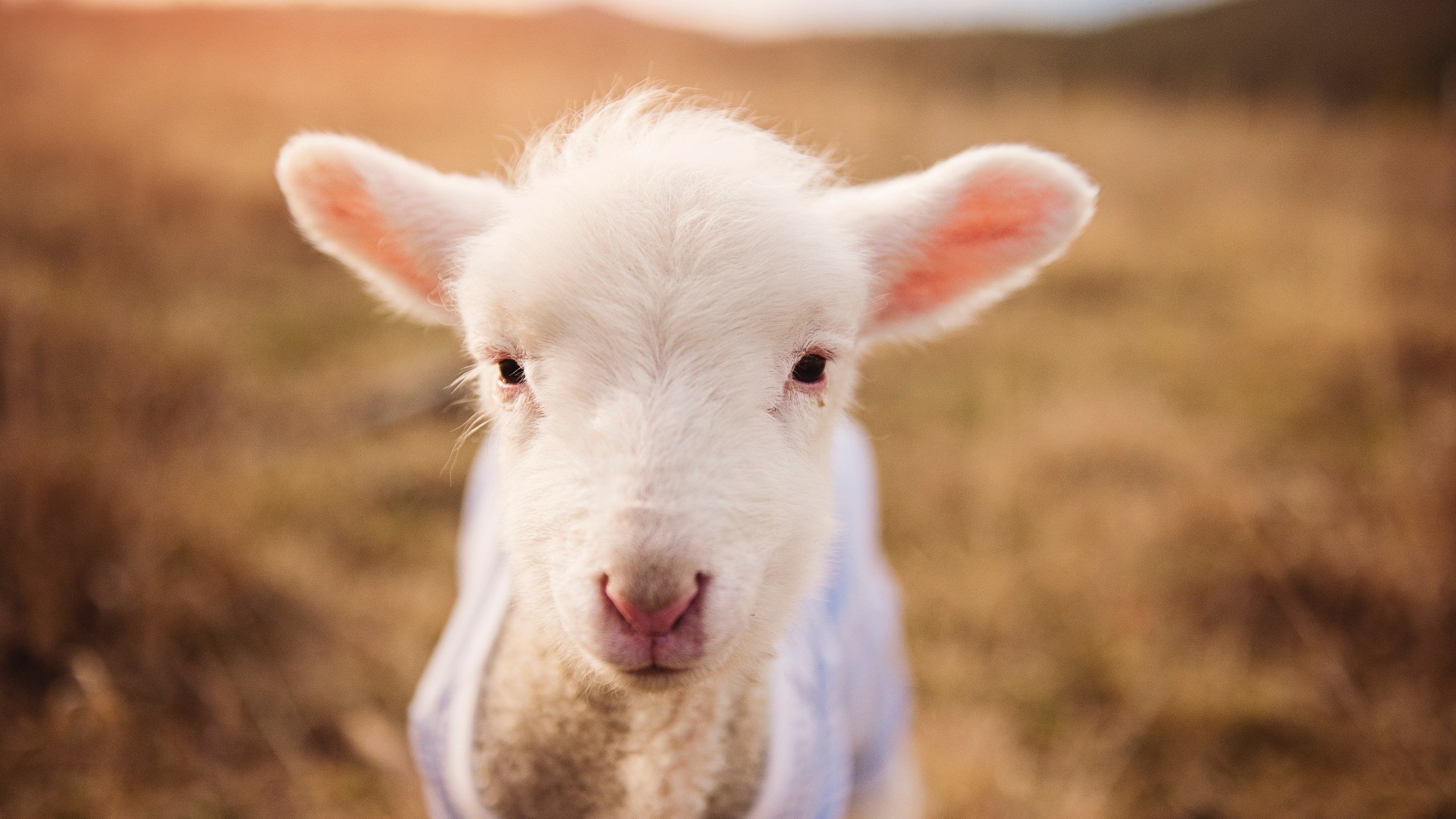 开云体育官网上-比利时蝶泳年轻选手潜力无限，比利时运动员