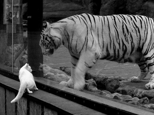 开云体育app下载-赞比亚男篮在非洲预赛中奋勇追击，开启新征程，赞比亚足球