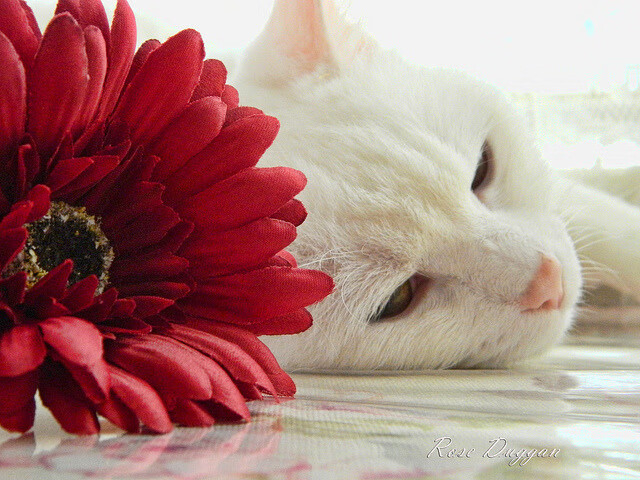 开云体育官网上-跳水环节中立代表队A动作干净利落，跳水比赛的顺序