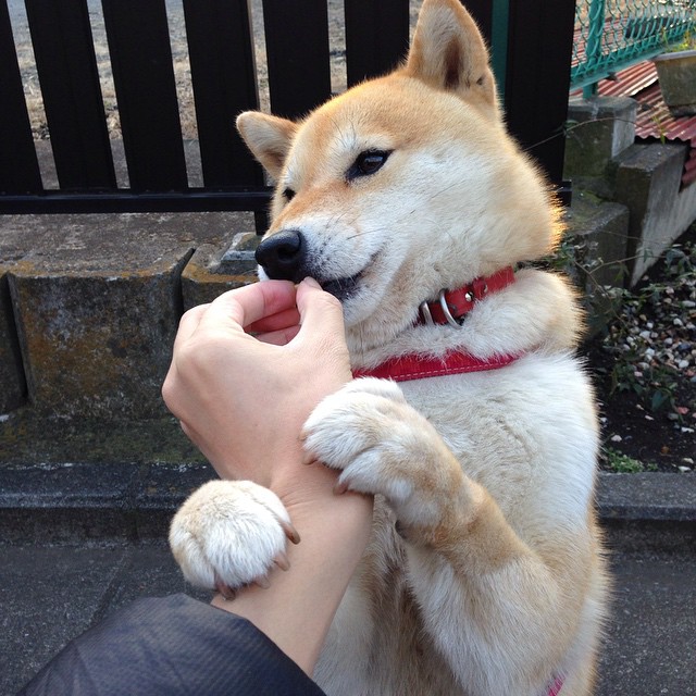 开云体育网址-阿森纳青训再获佳绩,年轻球员持续崛起